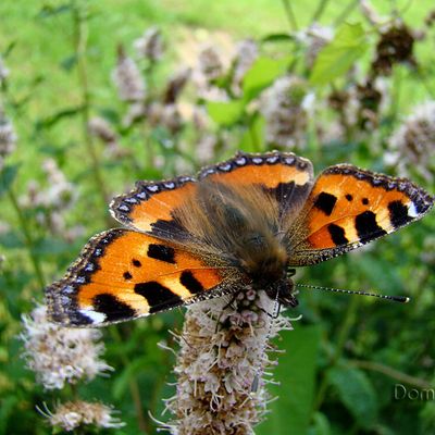 Papillon Petite Tortue