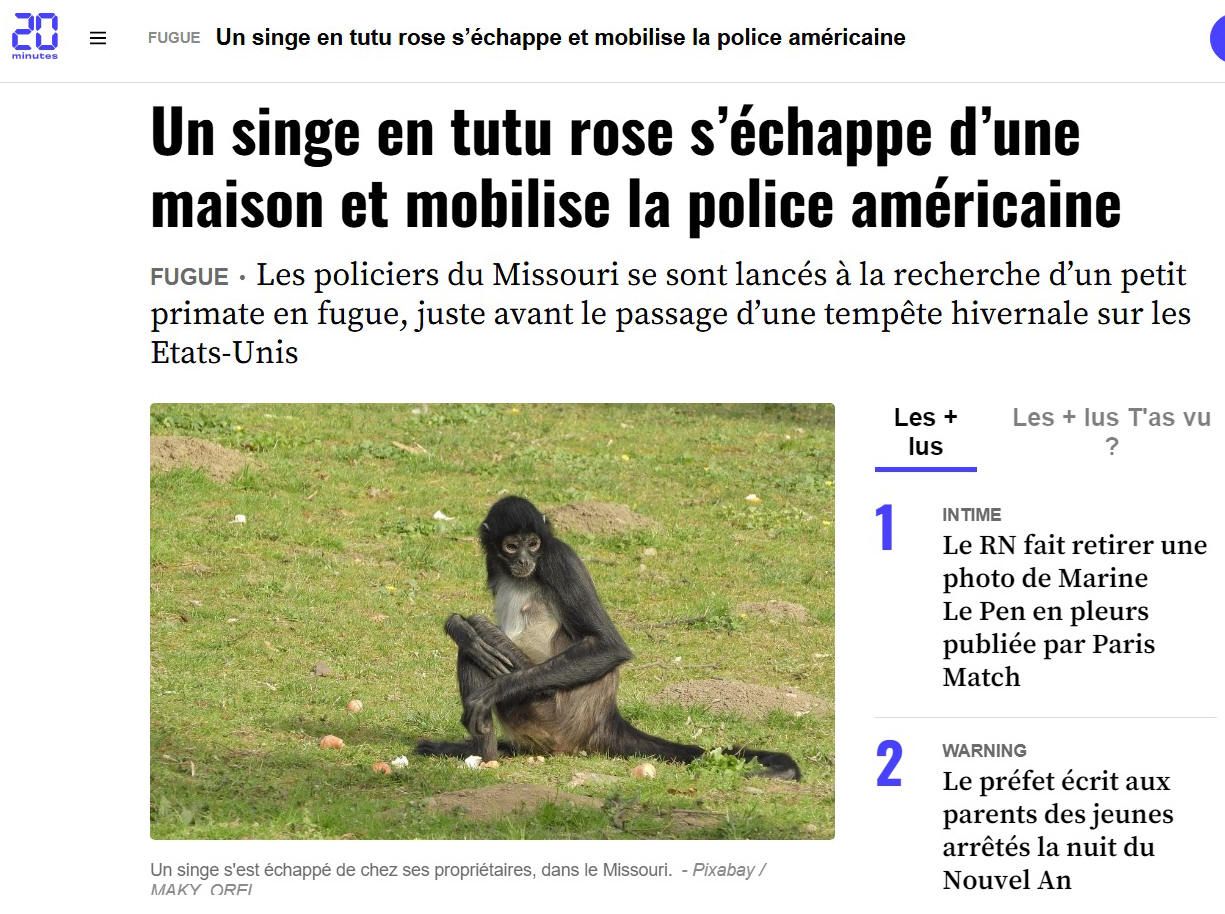 Alerte au singe en tutu rose