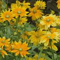 Rudbeckia 'hirta'