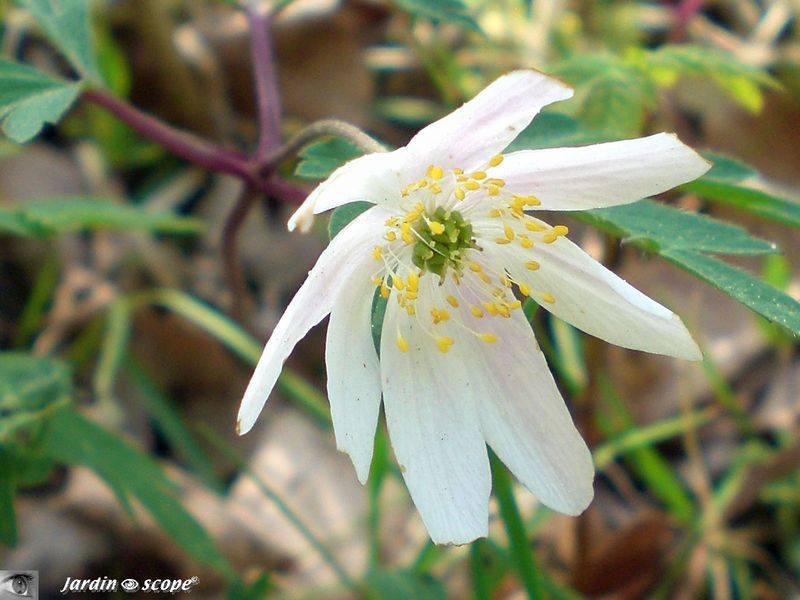 Anémone sylvie • Anemone nemorosa