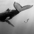 Nager avec les baleines à bosse : on l'a fait !