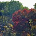 Rendez-vous avec l'automne au cœur d'Arbofolia