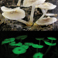 Luminescent Mycena: new and noteworthy species