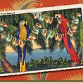Tropical christmas cards.....
