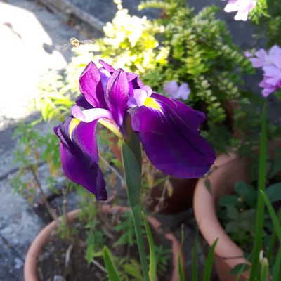 Iris ensata