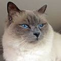 Le birman