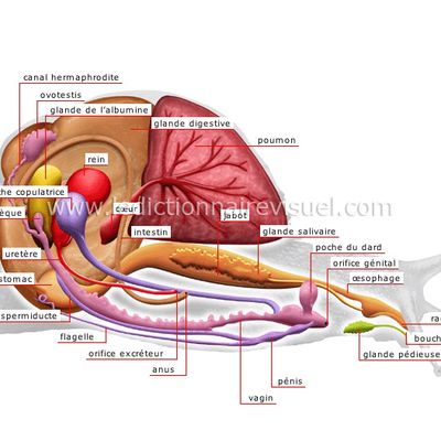 Présentation des escargots