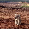 ALERTES ROUGES PLANÈTE BLEUE ! ...