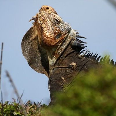 Guadeloupe : iguane des Petites Antilles (2/2)