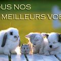 Meilleurs Voeux à tous NosZanimos !!!