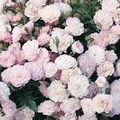  🌹-ROSA POLYANTHA ‘THE FAIRY’