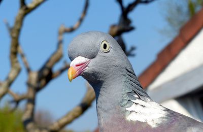 Coco, J'ai deux amours. Nous et les autres