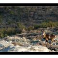 Mouflon méditerranéen - Massif du Caroux (Hérault-34)