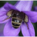 L'abeille à miel , Apis mellifera