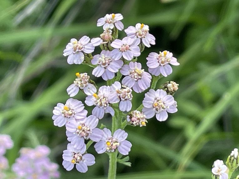 Mardi 14 octobre 2025 : j'ai fait découvrir cet Etang des Martailles (Martres d'Artière, 63430 Martres d'Artière) à Marike , nous en avons fait le tour , moi j'y viens souvent  mon diapo s'en suit , mes photos datent du 11 oct 2025