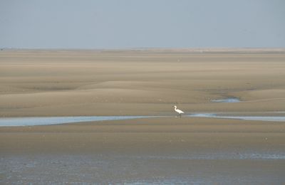 La Baie de Somme