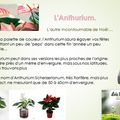 🌸 Paysagiste Conseils : Entretenir son Anthurium