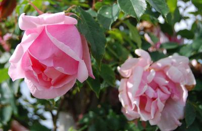 Rosa 'Liliang Rose'