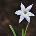 L'Ipheion uniflorum 'Wisley Blue'