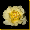 rose jaune