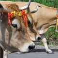 Transhumance