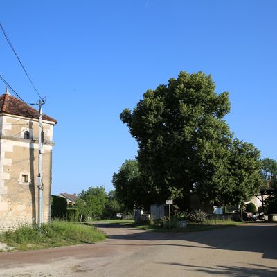 LE TILLEUL DE PESSELIERES, 89520. (hameau de SOUGERES-EN-PUISAYE). Visite du 17 juin 2025.