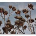 Fleurs séchées