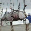 Le Japon massacre 122 baleines enceintes pour la "recherche scientifique"...
