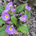 C'est le printemps au jardin