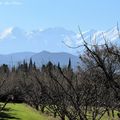 Prémices du Printemps...