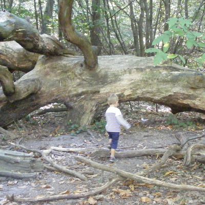 Ballade en forêt ...