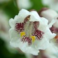 Fleur de catalpa Informations Prises de Vue : ISO