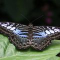 Parthenos Sylvia