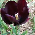 FLEUR : tulipe noire