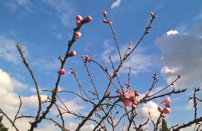 Le jardin en mars