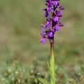 Orchis bouffon = Orchis morio