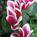 Cyclamens-tulipes