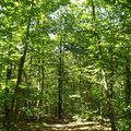 La forêt tropicale du Bois de Changé !