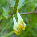 Melampyrum pratense 