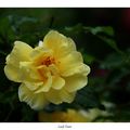 Rose jaune en Brocéliande