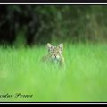 Un quart d'heure en compagnie du chat forestier