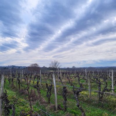 25-01-2025 : la Maison du Berneuilh accueille le second concours de taille de vigne de la saison 2024/2025