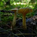 En passant par la Bourgogne : l'arboretum de Pézanin.