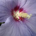 Hibiscus Violet - Macro