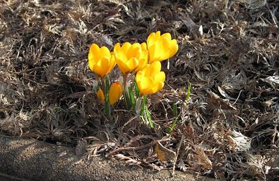 Le début du printemps ?