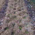 16 OCTOBRE - Non, le jardinage, ça n'est pas terminé...