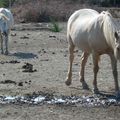 Eternelle Camargue 