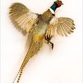 Wildlife Taxidermy: pheasant 