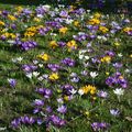 Un beau tapis de crocus botaniques...