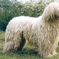 Le Komondor